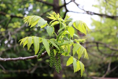 Juglans nigra - ořešák černý - jehnědy